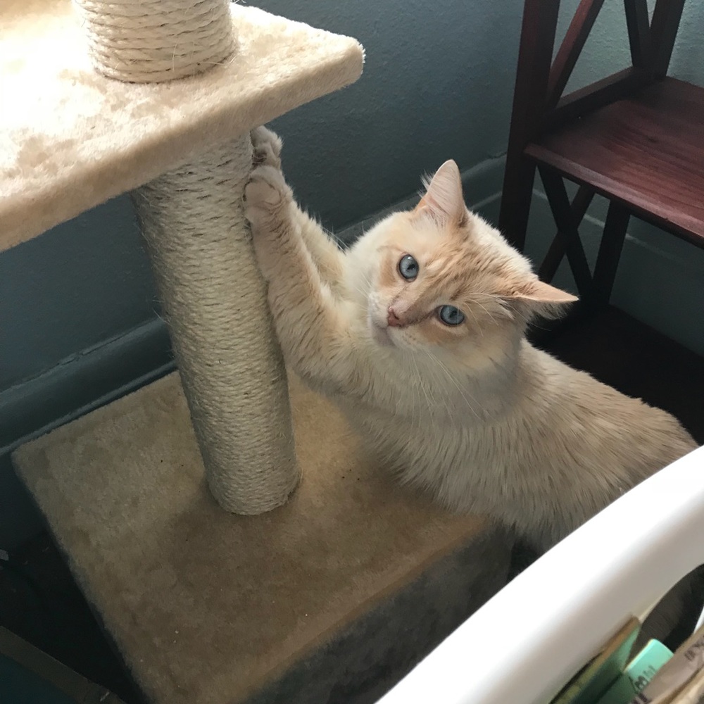 Meet your Posher, Angelina